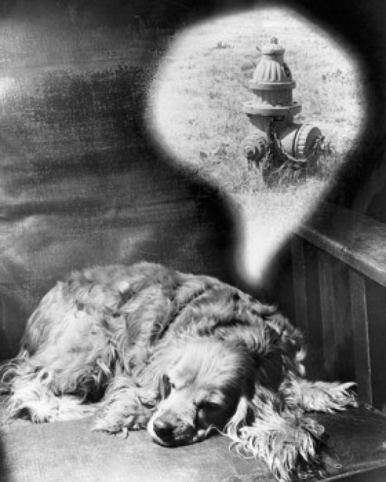 Close-Up of a Cocker Spaniel Dreaming Poster Print - 18 x 24 in.