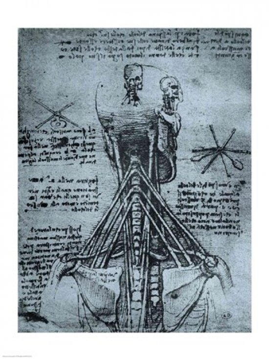 BALCHT231133 Bone Structure of The Human Neck & Shoulder Poster Print by Leonardo Da Vinci - 18 x 24 in.