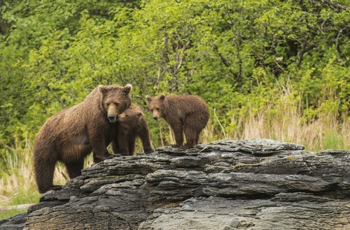 Brown Bear Sow & Cubs in Kukak Bay Katmai National Park & Preserve Alaska Poster Print by Carl Johnson - 38 x 24 - Large