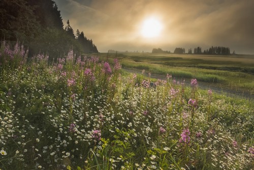 Sun Shines Through Morning Fog Near Silver Salmon Creek in Lake Clark National Park & Preserve Alaska. Poster Print by Carl Johnson - 19 x 12