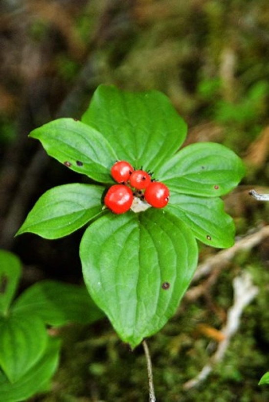 Temperate Rainforest Berries Bramham British Columbia Poster Print by Roddy Scheer - 18 x 26 in.