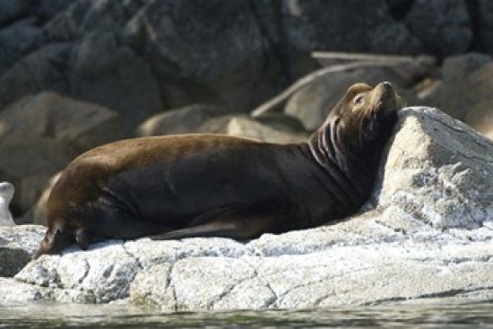 PDDCN02RSC0182 Sea Lions Batley Island Pacific Rim British Columbia Poster Print by Roddy Scheer - 26 x 18 in.