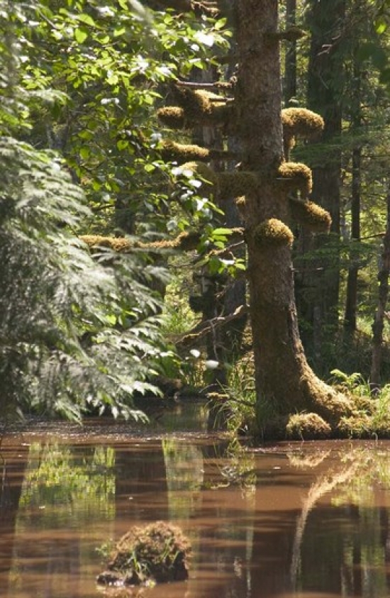 Rainforest & Swamp Queen Charlotte Islands Canada Poster Print by Savanah Stewart - 17 x 26 in.