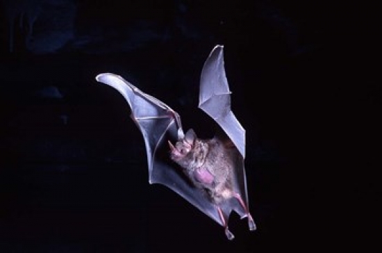 Leaf-Nosed Fruit Bat Wildlife Poster Print by David Northcott - 46 x 31 in.