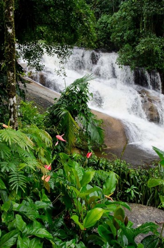 Rainforest Waterfall Serra Da Bocaina Np Parati Brazil Vertical Print by Cindy Miller Hopkins