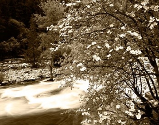 PDDUS05AJE0098 Pacific Dogwood Tree Over the Merced River Yosemite National Park California Print by Adam Jones