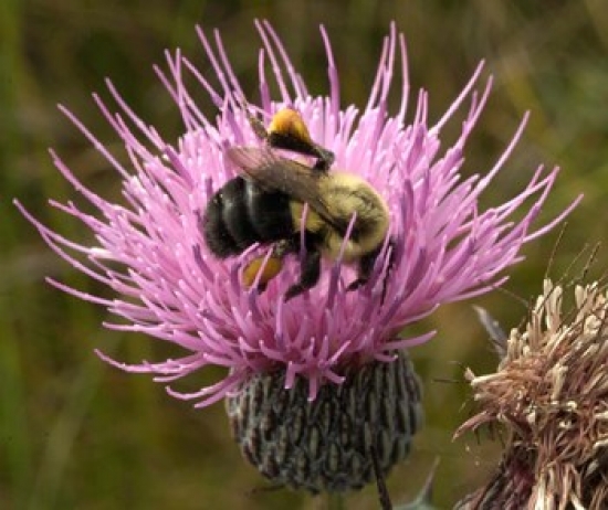 Thistle & Bumble Bee Poster Print by Russell Gordon - 26 x 22 in.
