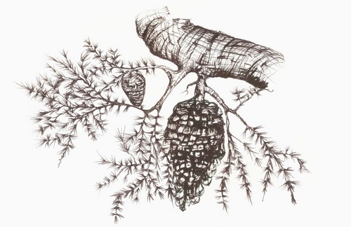 DPI12288541LARGE Sketch of A Pine Cone Hanging from A Tree Branch Poster Print by Vern Hoffman, 38 x 24 - Large