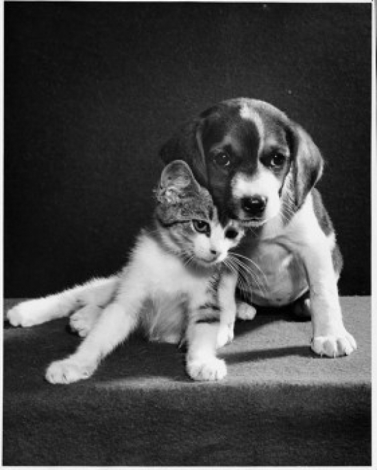 Puppy & Kitten Together Poster Print - 18 x 24 in.