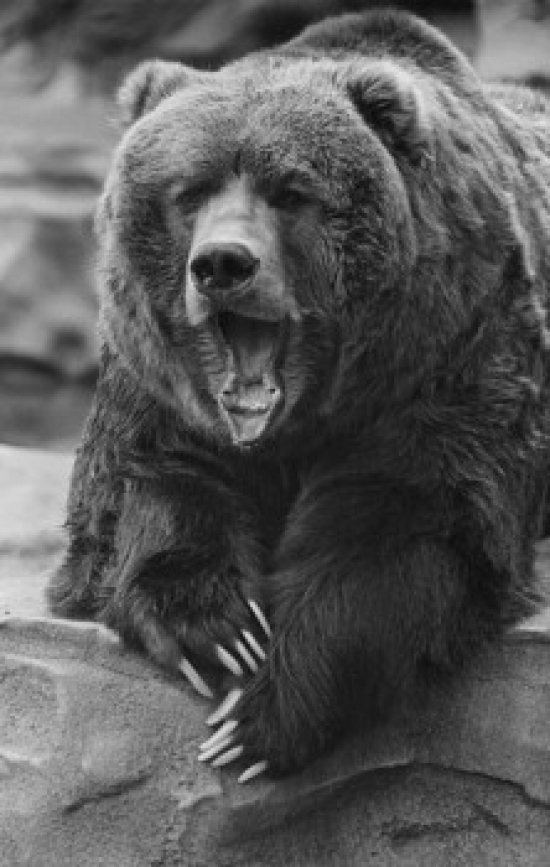 Bear Poster Print - 18 x 24 in.