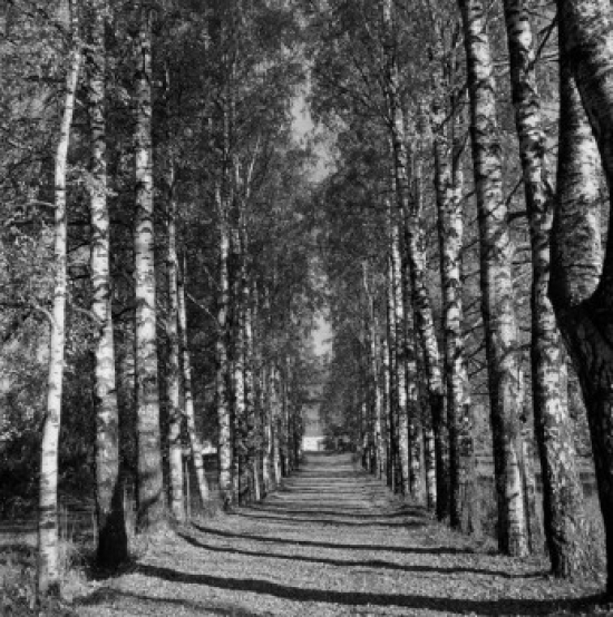 Norway Countryside Showing Tree Lined Road Poster Print - 18 x 24 in.