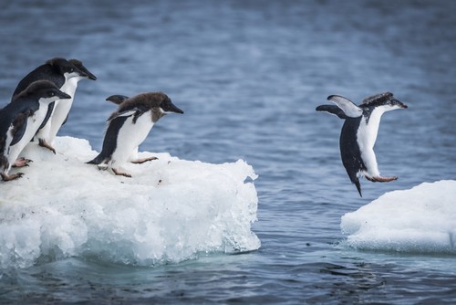 Adelie Penguins Pygoscelis Adeliae Diving Between Two Ice Floes - Antarctica Poster Print - 19 x 12