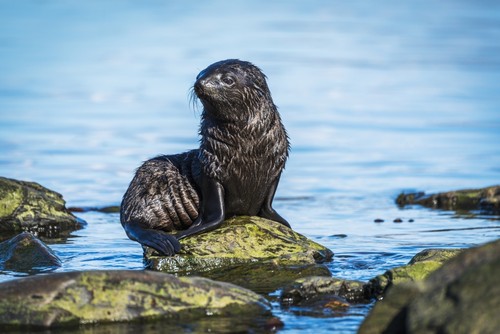 Wet Antarctic Fur Seal Arctocephalus Gazella Pup Sitting On Rock At The Waters Edge - Antarctica Poster Print by Nick Dale - 19 x 12