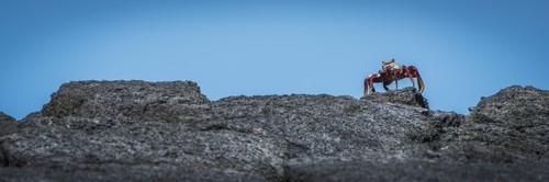 DPI12303617 Sally Lightfoot Crab Grapsus Grapsus On Rocky Horizon - Galapagos Islands Ecuador Poster Print by Nick Dale, 25 x 8