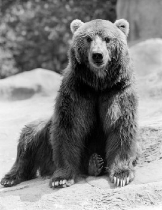 USA New York State New York City Brown Bear Ursus Arctos at Zoo Poster Print - 18 x 24 in.