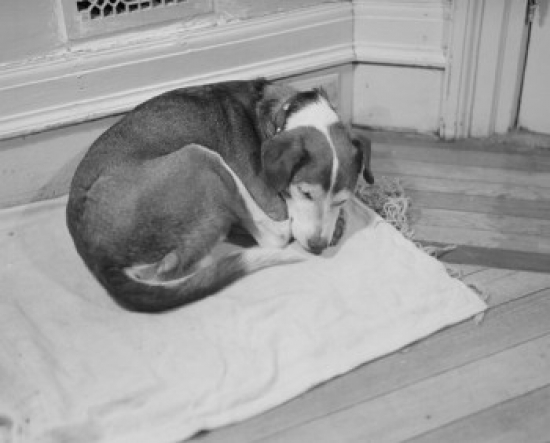 Dog Sleeping on Blanket Poster Print - 18 x 24 in.