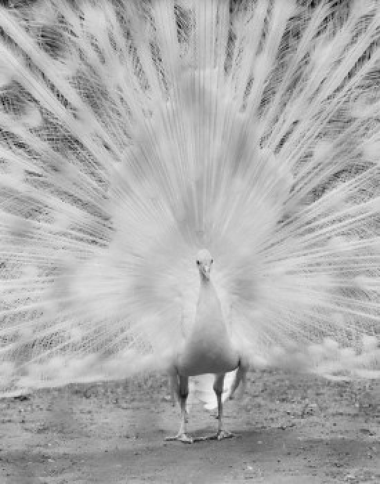 Male Peacock Poster Print - 18 x 24 in.