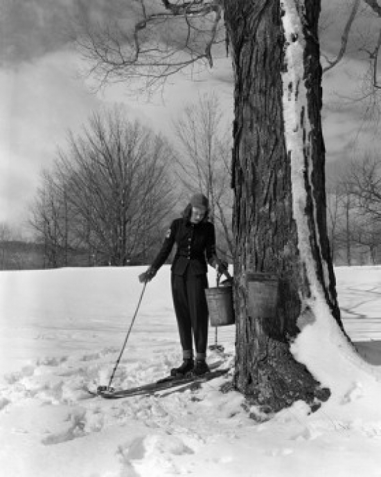 USA Massachusetts Tyringam Sugar Maples Woman Collecting Maple Syrup Poster Print - 18 x 24 in.
