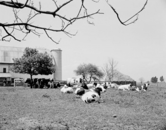 Farm with Cows Grazing on Pasture Poster Print - 18 x 24 in.