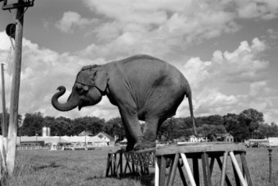 Trained Elephant on Plank Poster Print - 18 x 24 in.