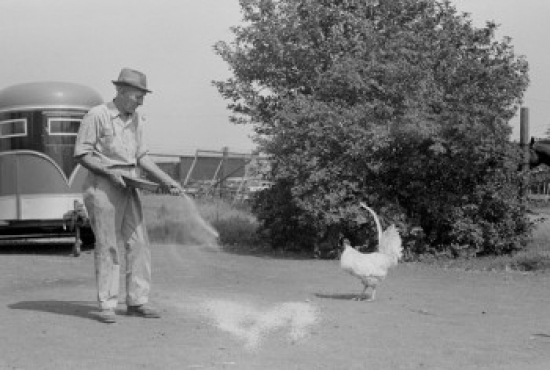 USA Farmer Feeding Chickens Poster Print - 18 x 24 in.
