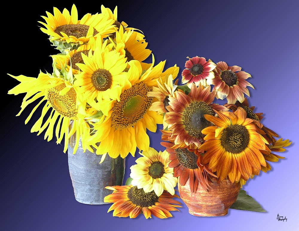 Sunflower 16 Poster Print by Greg Murphy - 26 x 20 in.