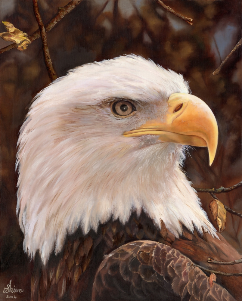 Eagle Poster Print by Shiva - 8 x 10 in.