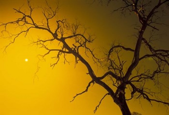 Tree Outback Australia Poster Print by Bill Bachmann - 27 x 18 in.