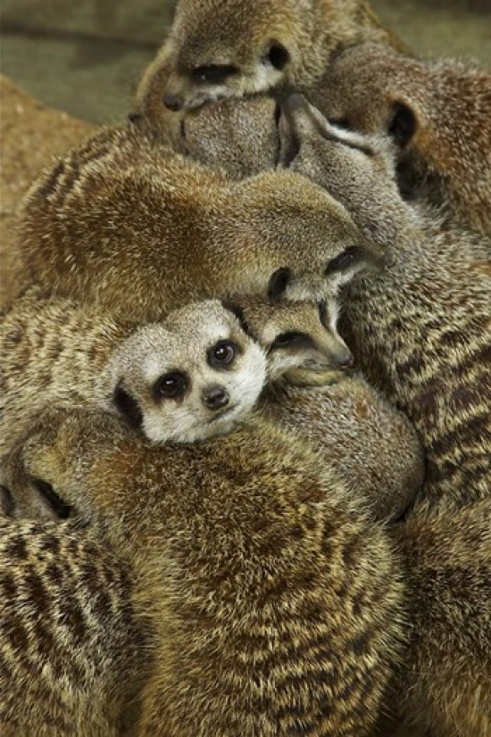 Meerkat Protecting Young Australia Poster Print by David Wall - 17 x 26 in.