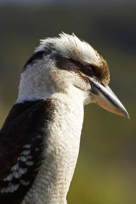 Laughing Kookaburra Bird Nambucca Heads Nsw Australia Poster Print by David Wall - 17 x 26 in.