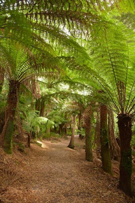 Path to St Columba Falls State Reserve Australia Poster Print by David Wall - 19 x 29 in.