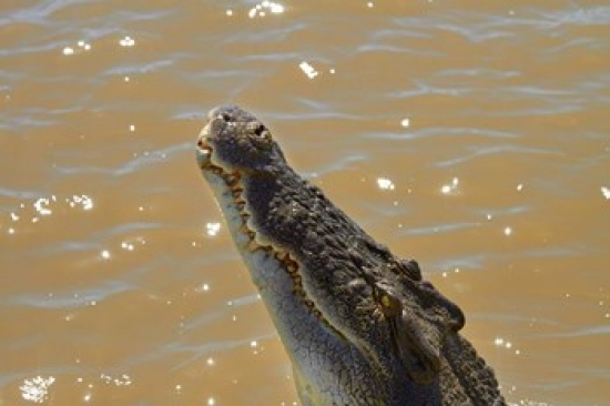 Jumping Crocodile Cruise Adelaide River Australia Poster Print by David Wall - 26 x 18 in.