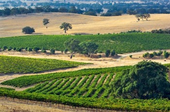 Mountadam Vineyard Winery on High Eden Road Barossa Valley Australia Print by Jay Sturdevant