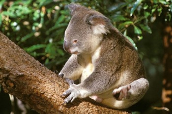 Koala Australia Poster Print by Michele Westmorland - 27 x 18 in.