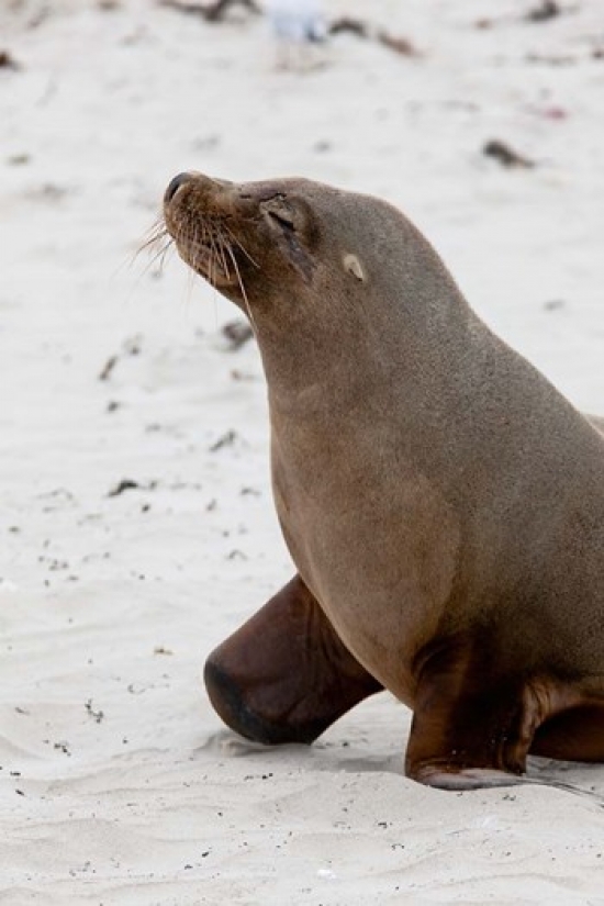 PDDAU01MZW0012 Australian Sea Lion Kangaroo Island Australia Poster Print by Martin Zwick - 19 x 29 in.