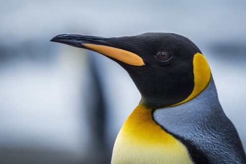 Close Up of King Penguin Aptenodytes Patagonicus