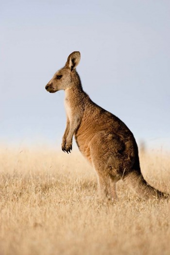 PDDAU01MZW0111 Eastern Grey Kangaroo Portrait Lateral View Poster Print by Martin Zwick - 12 x 18 in.