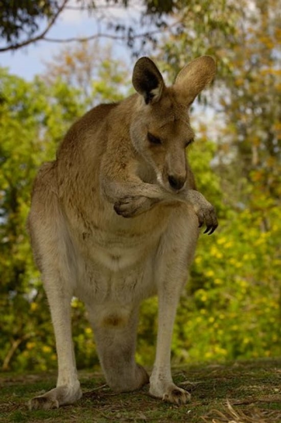 PDDAU01POX0096 Preening Eastern Grey Kangaroo Queensland Australia Poster Print by Pete Oxford - 19 x 29 in.