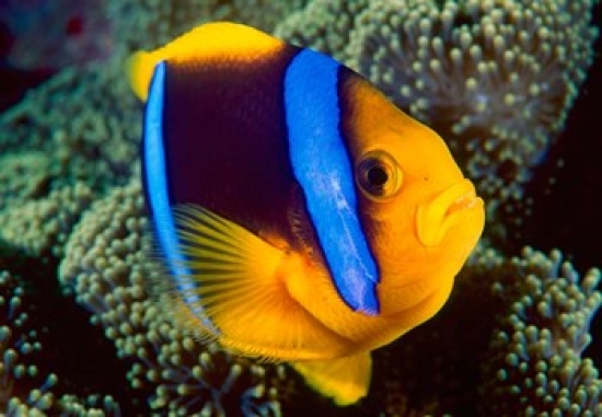Anemonefish Great Barrier Reef Australia Poster Print by Stuart Westmorland - 26 x 18 in.