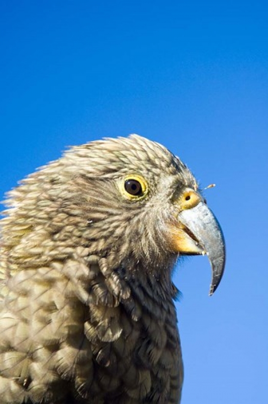 Close Up of Kea Bird Arthurs Pass Np South Island New Zealand Print by Fredrik Norrsell -  BrainBoosters, BR3147588