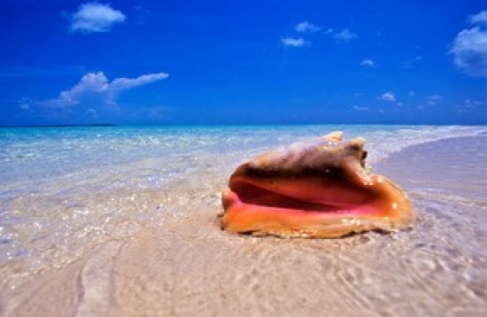 PDDCA05GJO0077 Conch at Waters Edge Pristine Beach on Out Island Bahamas Poster Print by Greg Johnston - 35 x 23 in.