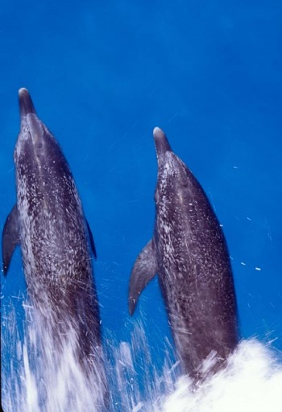 Atlantic Spotted Dolphins Bimini Bahamas Poster Print by Greg Johnston - 24 x 35 in.