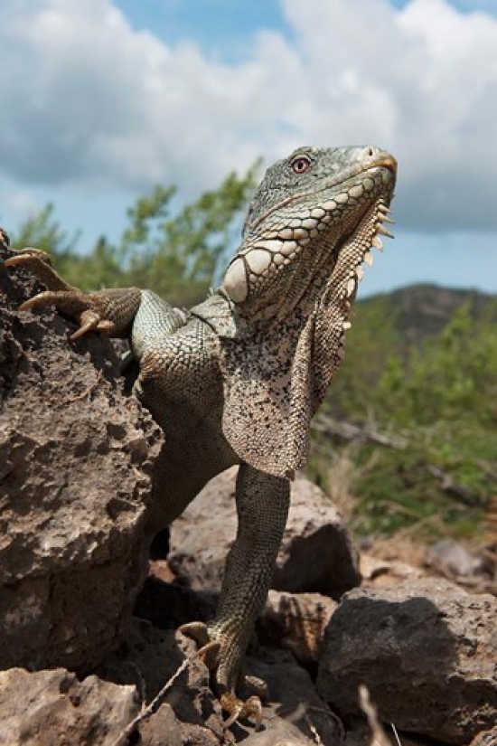 PDDCA09POX0047 Green Iguana Lizard Slagbaai Np Netherlands Antilles Poster Print by Pete Oxford - 24 x 36 in.
