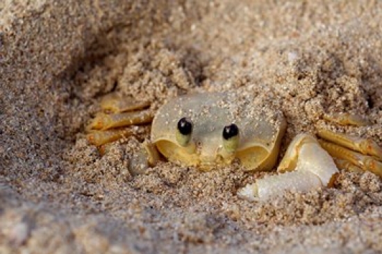 PDDCA37CMI0210 Emerald Beach Sand Crab Lindergh Bay St Thomas Us Virgin Islands Caribbean Print by Cindy Miller Hopkins
