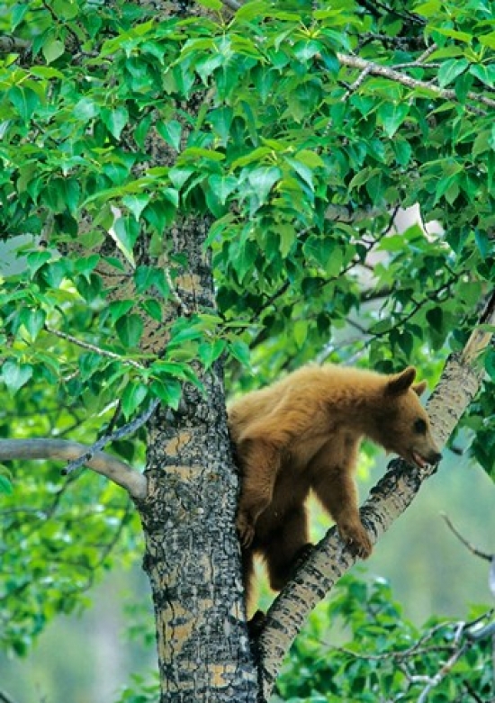 PDDCN01CHA0052 Black Bear Aspen Tree Waterton Lakes Np Alberta Poster Print by Chuck Haney - 19 x 26 in.
