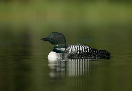 PDDCN02BJA0004 British Columbia Kamloops Common Loon Bird Poster Print by Jaynes Gallery - 26 x 18 in.