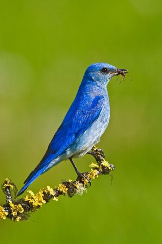 British Columbia Mountain Bluebird with Caterpillars Poster Print by Larry Ditto - 18 x 26 in.