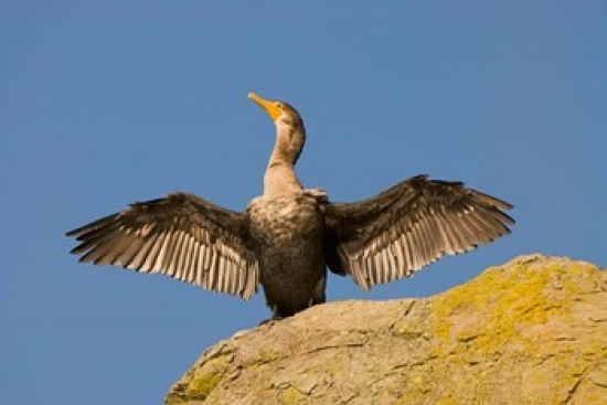 PDDCN02PCL0077 Double-Crested Cormorant Bird British Columbia Poster Print by Paul Colangelo - 26 x 18 in.