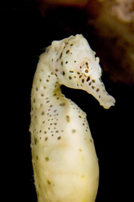 PDDCN02PCL0098 Marine Life Seahorse Vancouver British Columbia Poster Print by Paul Colangelo - 17 x 26 in.