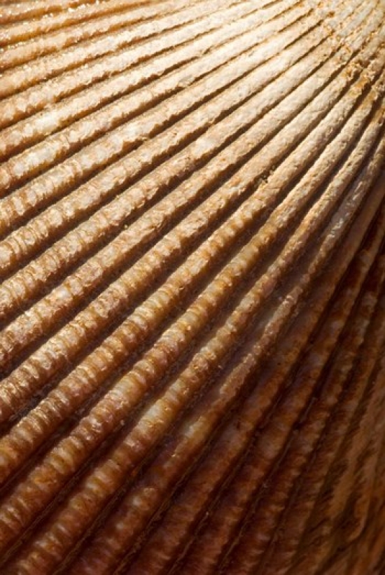 Sea Shell Pattern Stanley Park British Columbia Poster Print by Paul Colangelo - 18 x 26 in.